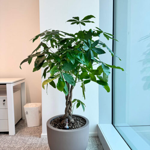 Area-C-Noleggio-Verde-8