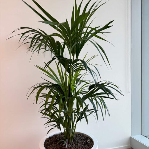 Area-C-�-Noleggio-Verde-7